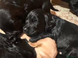 Mixed Breed dogs Beautiful Labradoodle x Cocker Spaniel Puppies - Advert 13