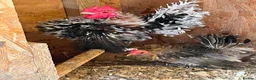 Chickens poultry for sale: Seramas  - Advert 3