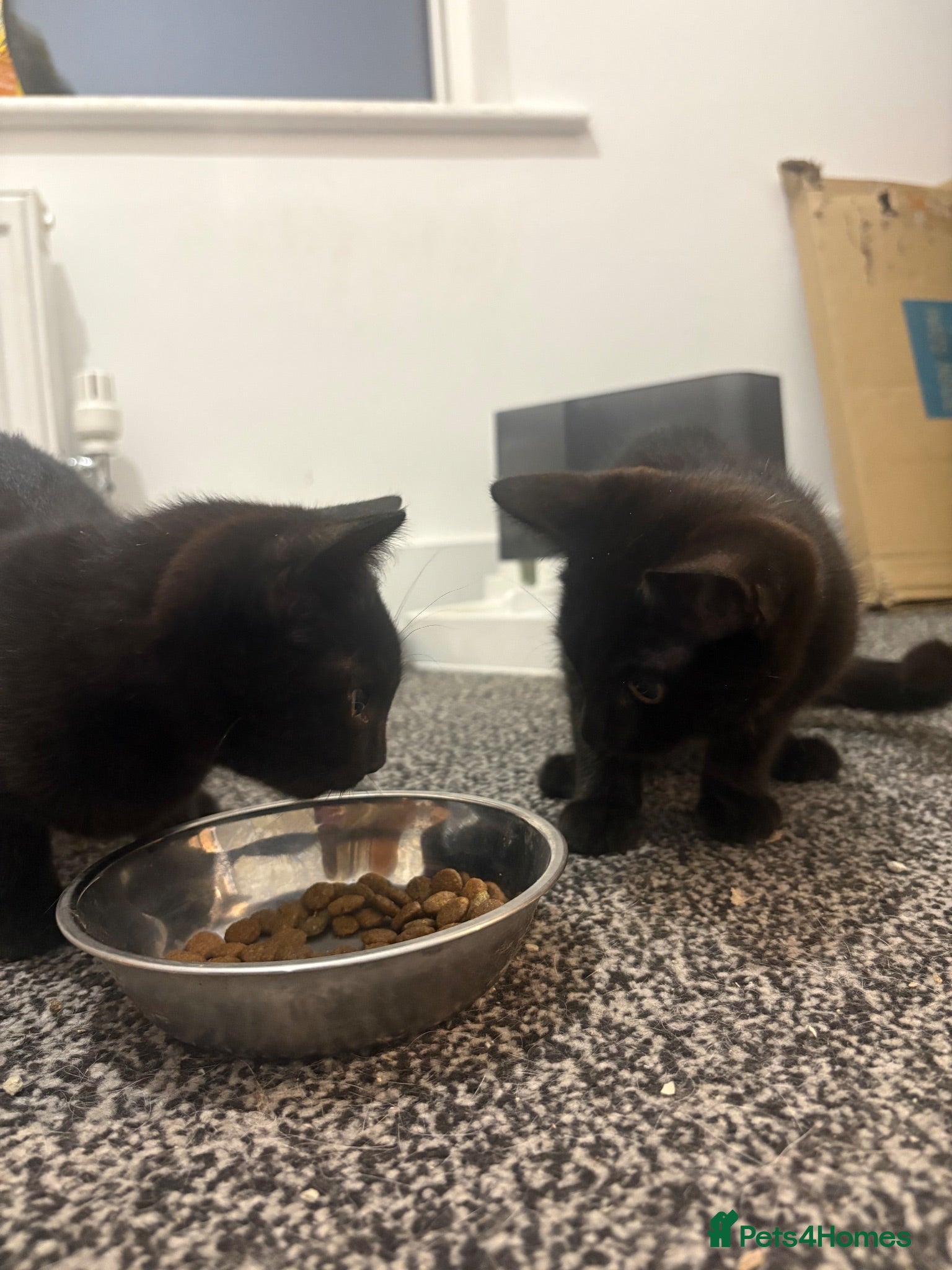 Domestic Shorthair cats 2 Female domestic shorthair kittens - Advert 2