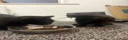 Domestic Shorthair cats for sale: 2 Female domestic shorthair kittens in Wigan - Advert 1