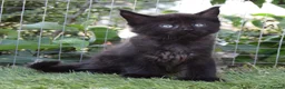 Maine Coon cats for sale: Tica registered DNA tested parents poly Maine Coon - Advert 29