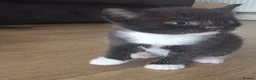 British Shorthair cats for sale: Five tuxedo  kittens  - Advert 13