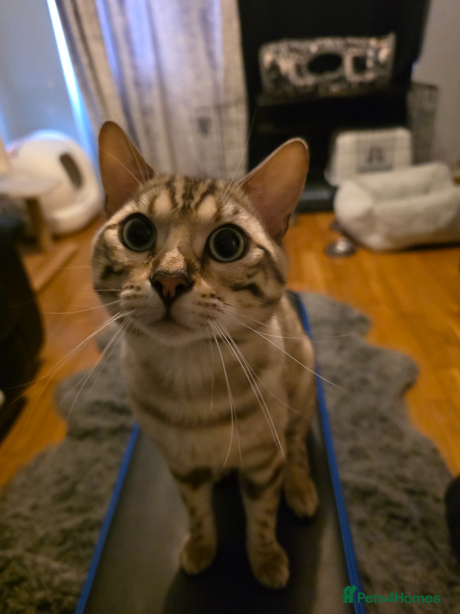 Bengal cats  Beautiful Snow bengal called snow - Advert 17
