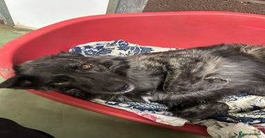 Mixed Breed dogs MAGGIE - Advert 2