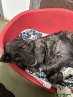 Mixed Breed dogs MAGGIE - Advert 2