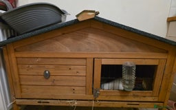 Guinea Pig rodents for sale: 2 male guiene pigs and cage around 8 months old - Image 3