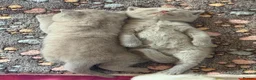 British Shorthair cats for sale: GCCF BSH KITTENS 2 BOYS 1 GIRL  - Advert 18