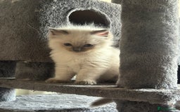 Ragdoll cats for sale: Pure Ragdoll kittens available 🐱🐾 - Image 12