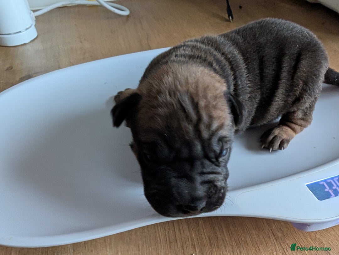 Mixed Breed dogs for sale:  cane corso cross Shar pei  - Image 4