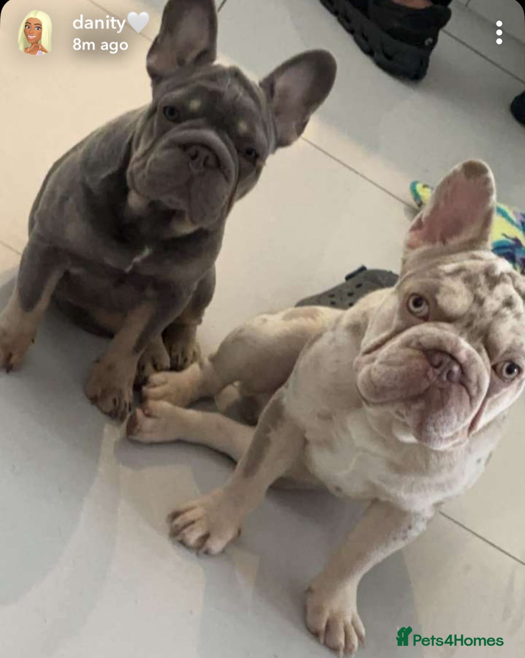 French Bulldog dogs for sale: French bulldog babies  - Image 35