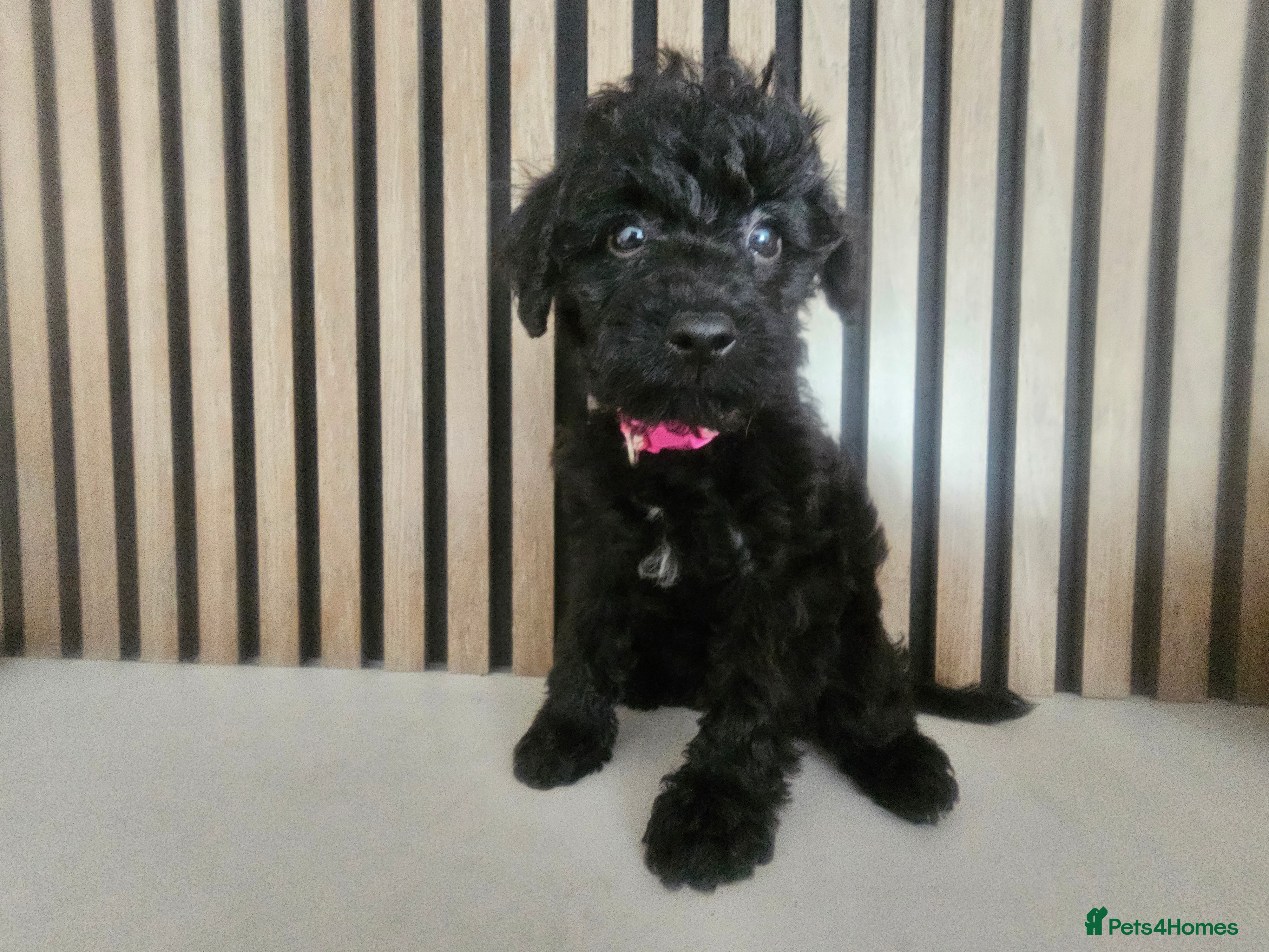 Schnoodle dogs 🐶 F2 Schnoodles looking for their loving Homes 🐶 - Advert 1