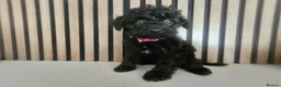 Schnoodle dogs for sale: 🐶 F2 Schnoodles READY NOW for their new Homes 🐶 - Advert 2