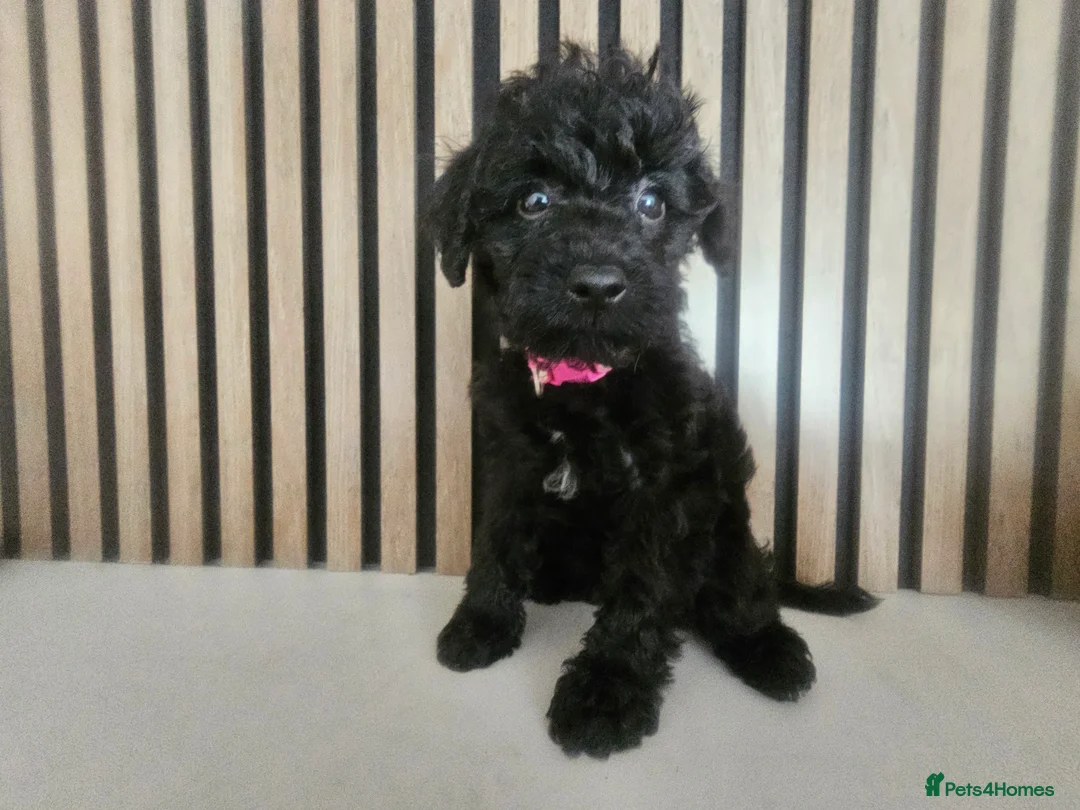 Schnoodle dogs for sale: 🐶 F2 Schnoodles READY NOW for their new Homes 🐶 - Advert 2