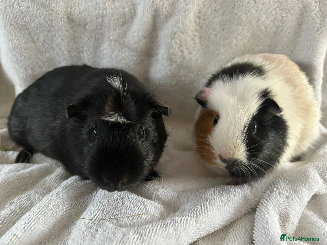Guinea Pig rodents for sale: Guineapigs  - Advert 1