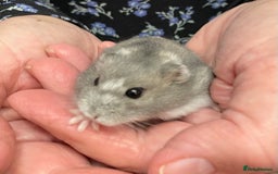 Hamster rodents for sale: Baby Winter White Russian hamsters from show stock - Image 16