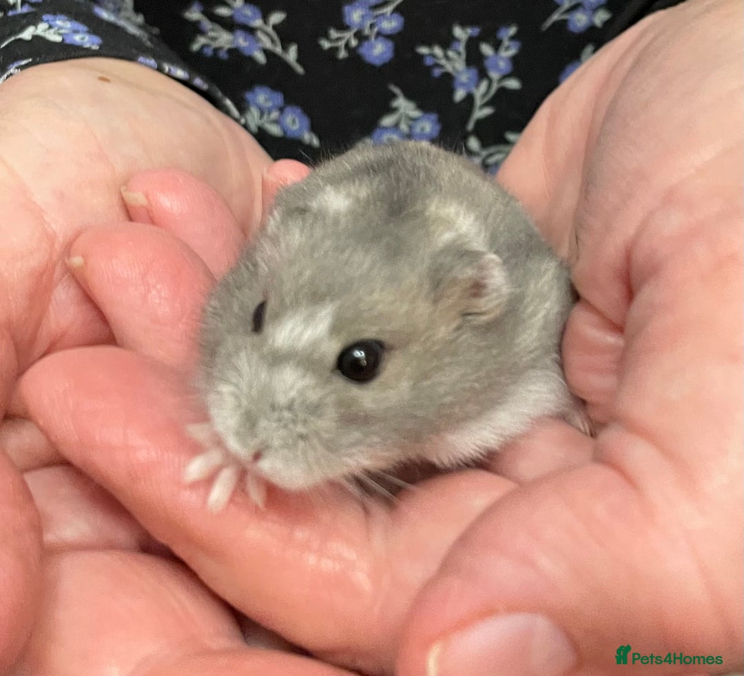 Hamster rodents for sale: Baby Winter White Russian hamsters from show stock - Image 16