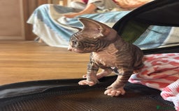 Sphynx cats for sale: Beautiful lot of Sphynx kittens from family pets - Image 21