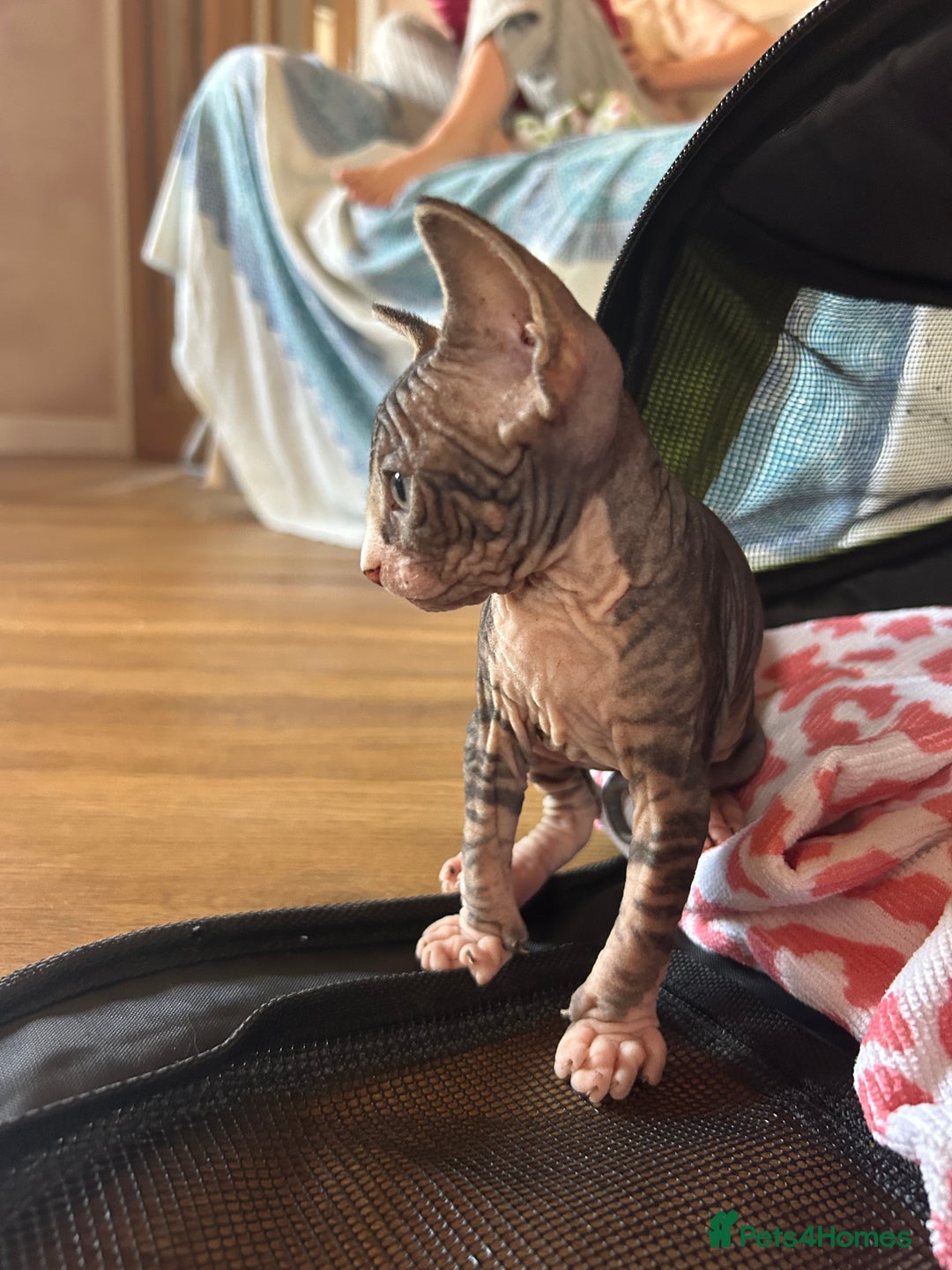 Sphynx cats for sale: Beautiful lot of Sphynx kittens from family pets - Image 21