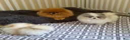 Pomeranian dogs for sale: Pomeranian Puppies  - Advert 4