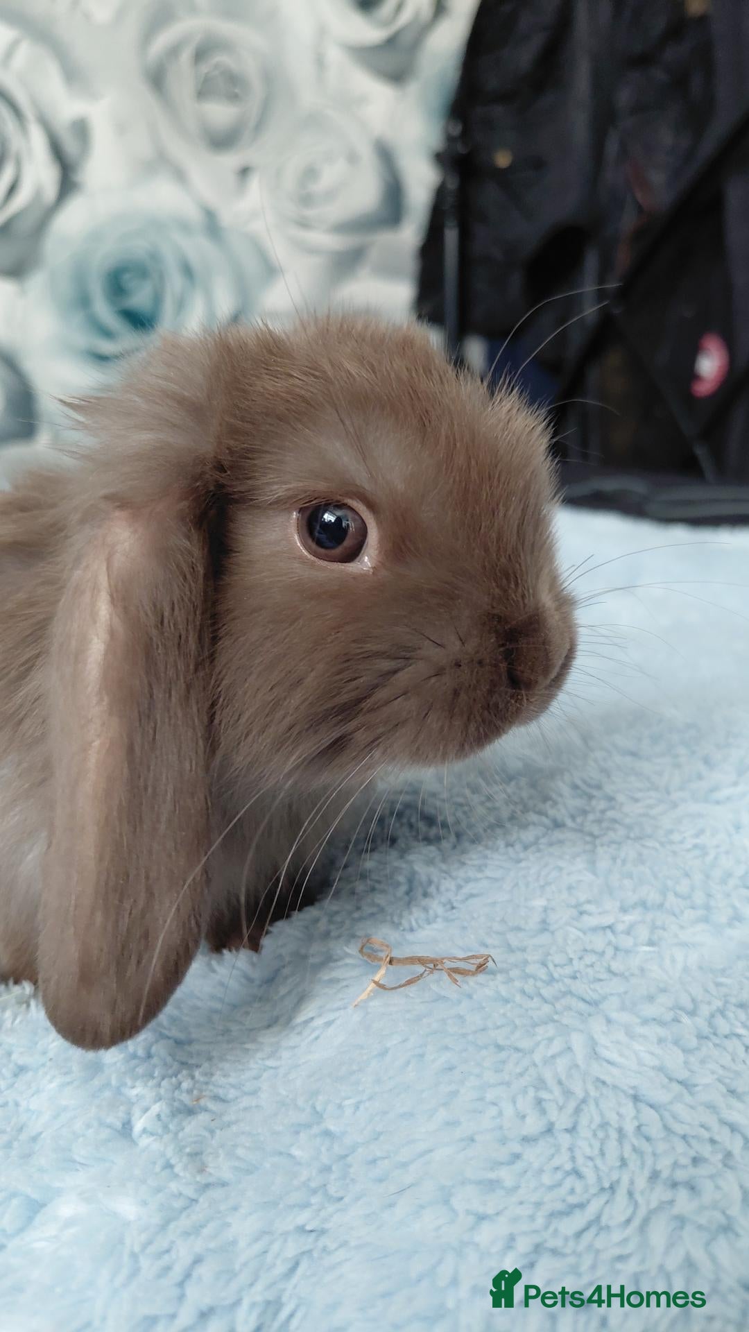 French Lop rabbits 5 chocolate French lop 4girls 1 boys  - Advert 8