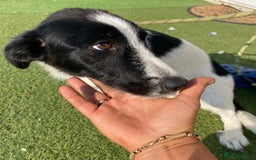 Mixed Breed dogs for adoption: Beautiful & Gentle LALY - for a Loving Home - Image 9