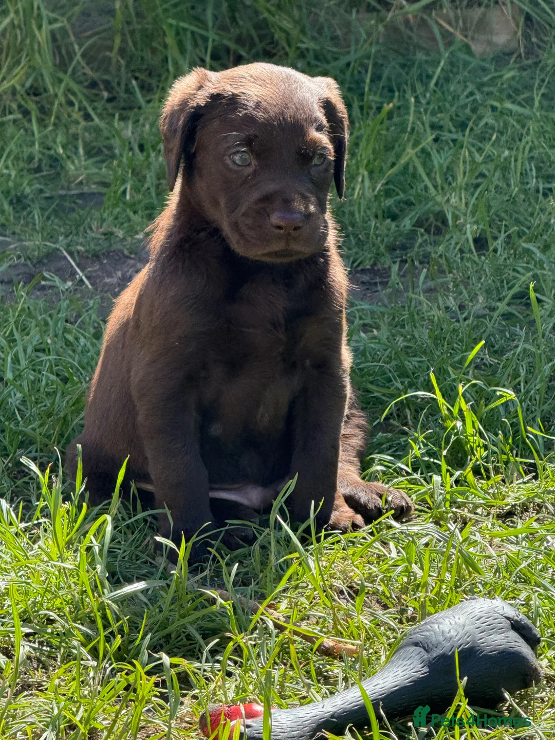 Labrador Retriever dogs for sale: Beautiful Labrador puppies  in Southampton - Advert 2
