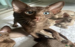 Oriental cats for sale: Oriental and Siamese kittens GCCF reg - Image 33
