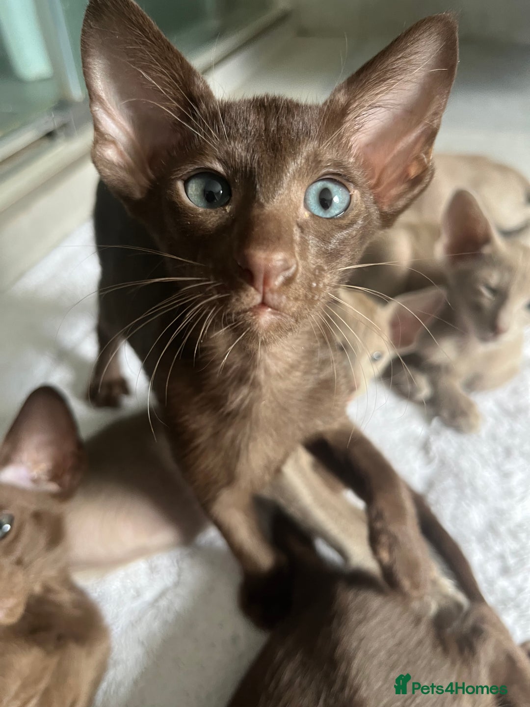 Oriental cats for sale: Oriental and Siamese kittens GCCF reg - Image 33