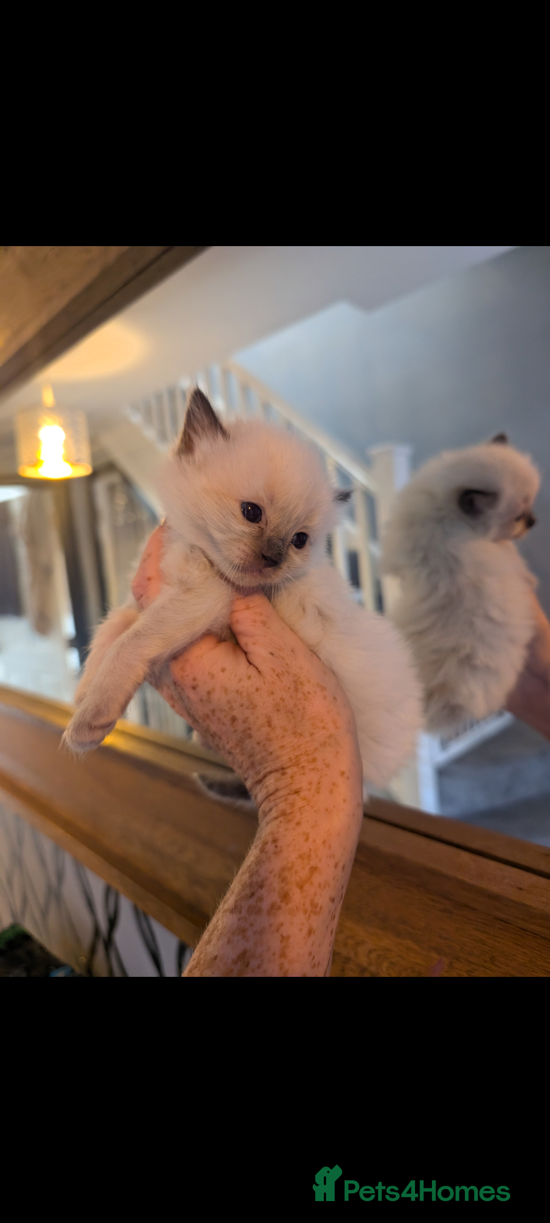 Ragdoll cats for sale: Absolutely gorgeous ragdoll kittens - Advert 7
