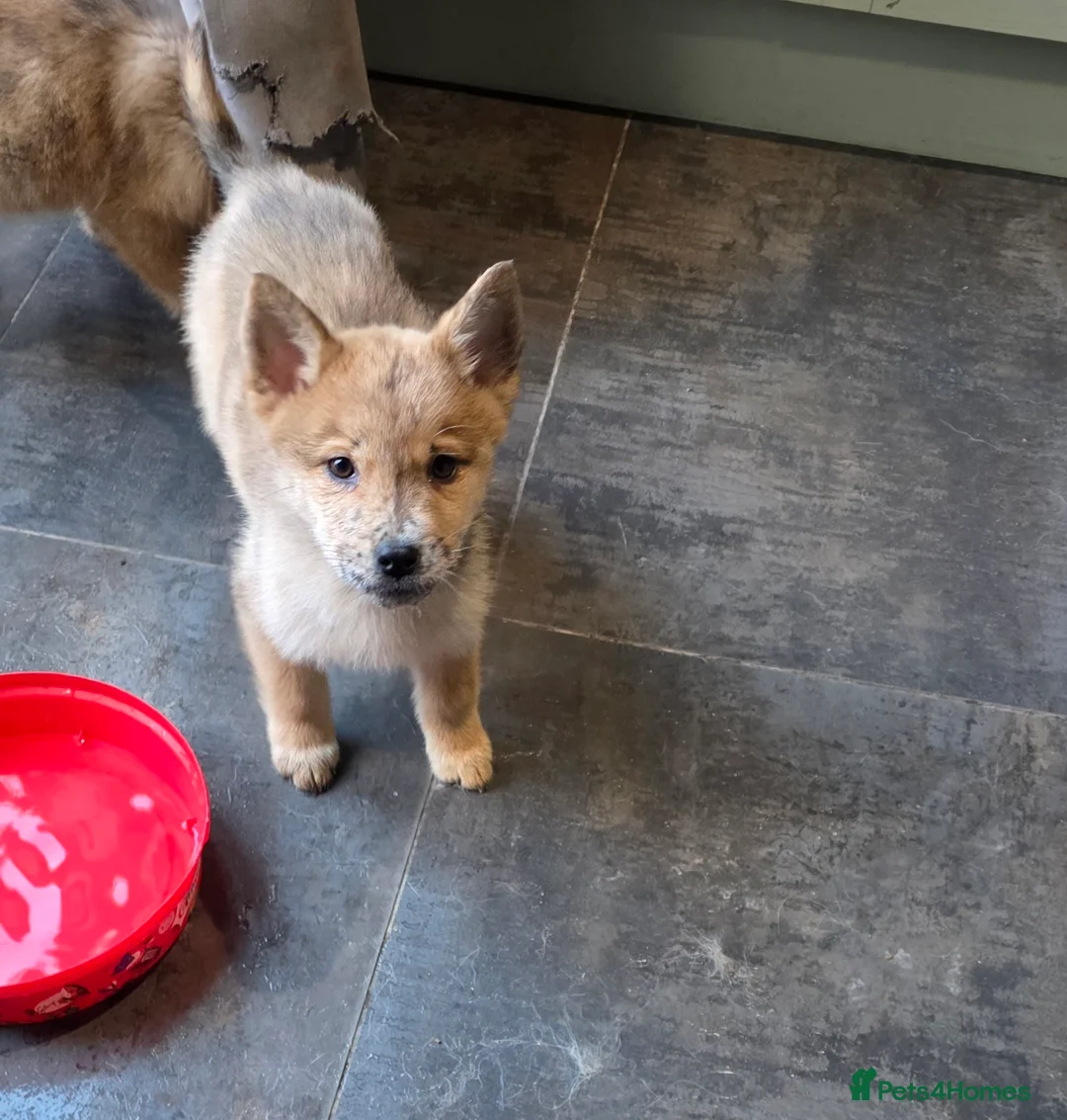 Mixed Breed dogs for sale: Adorable Merle Chowski's for sale  - Advert 2