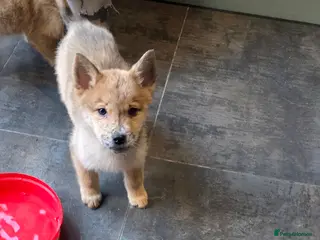 Mixed Breed dogs Adorable Merle Chowski's for sale - Advert 3