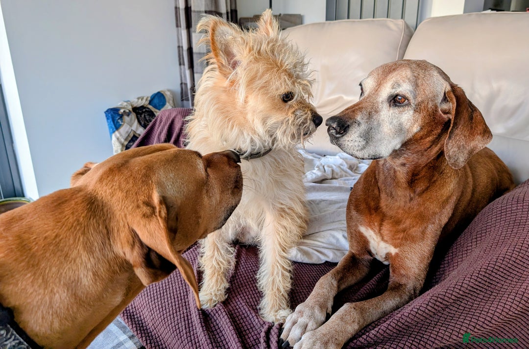 Mixed Breed dogs for adoption: Milo, a friendly young boy.  - Advert 4