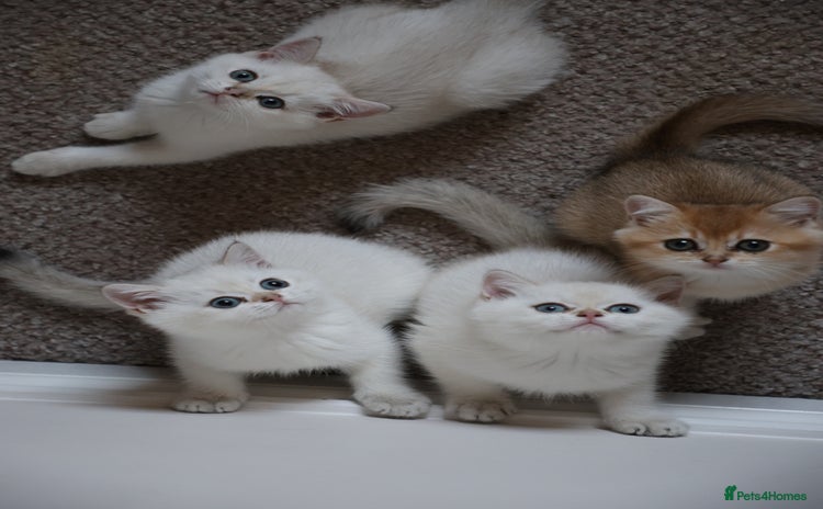 British Shorthair cats in Bedford - Advert 3