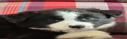 Border Collie dogs for sale: Show Quality KC Reg Border Collie Puppies  - Advert 4