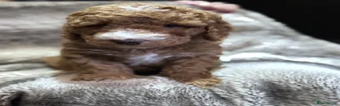 Cockapoo 2