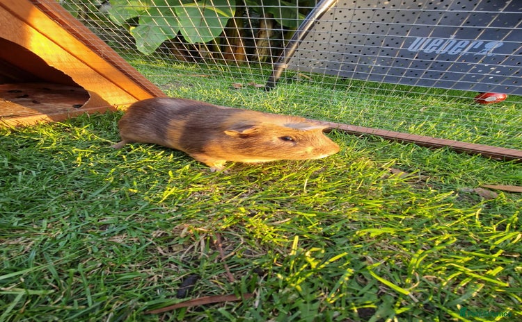 Guinea Pig rodents - Advert 8