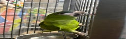 Macaws birds for sale: super tame hand reared Hahns macaw - Advert 2