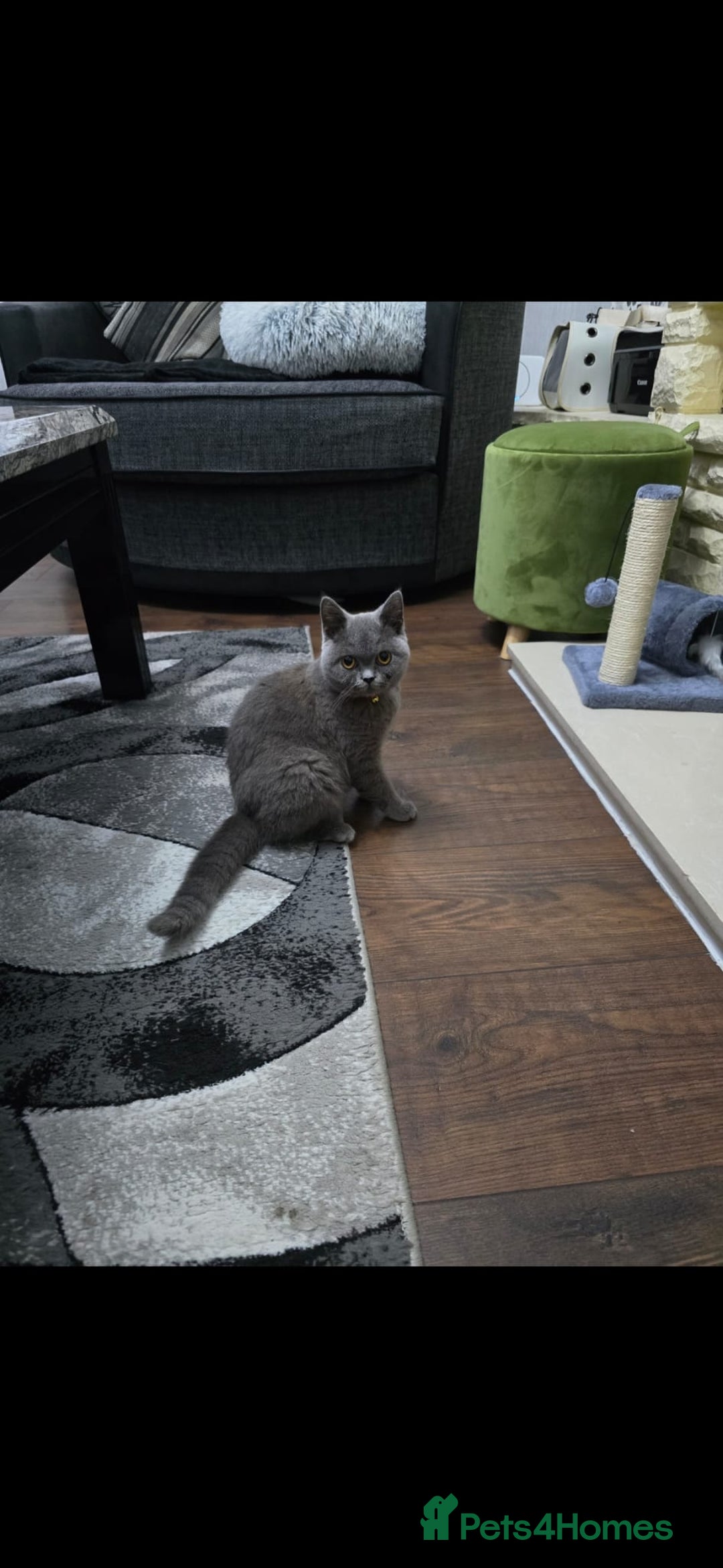 British Shorthair cats for sale: Sweet kitten needs a home. - Image 3