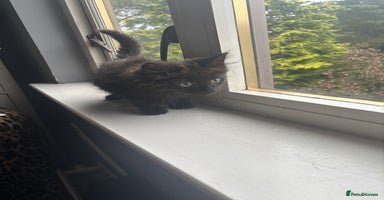 British Longhair cats - Advert 7