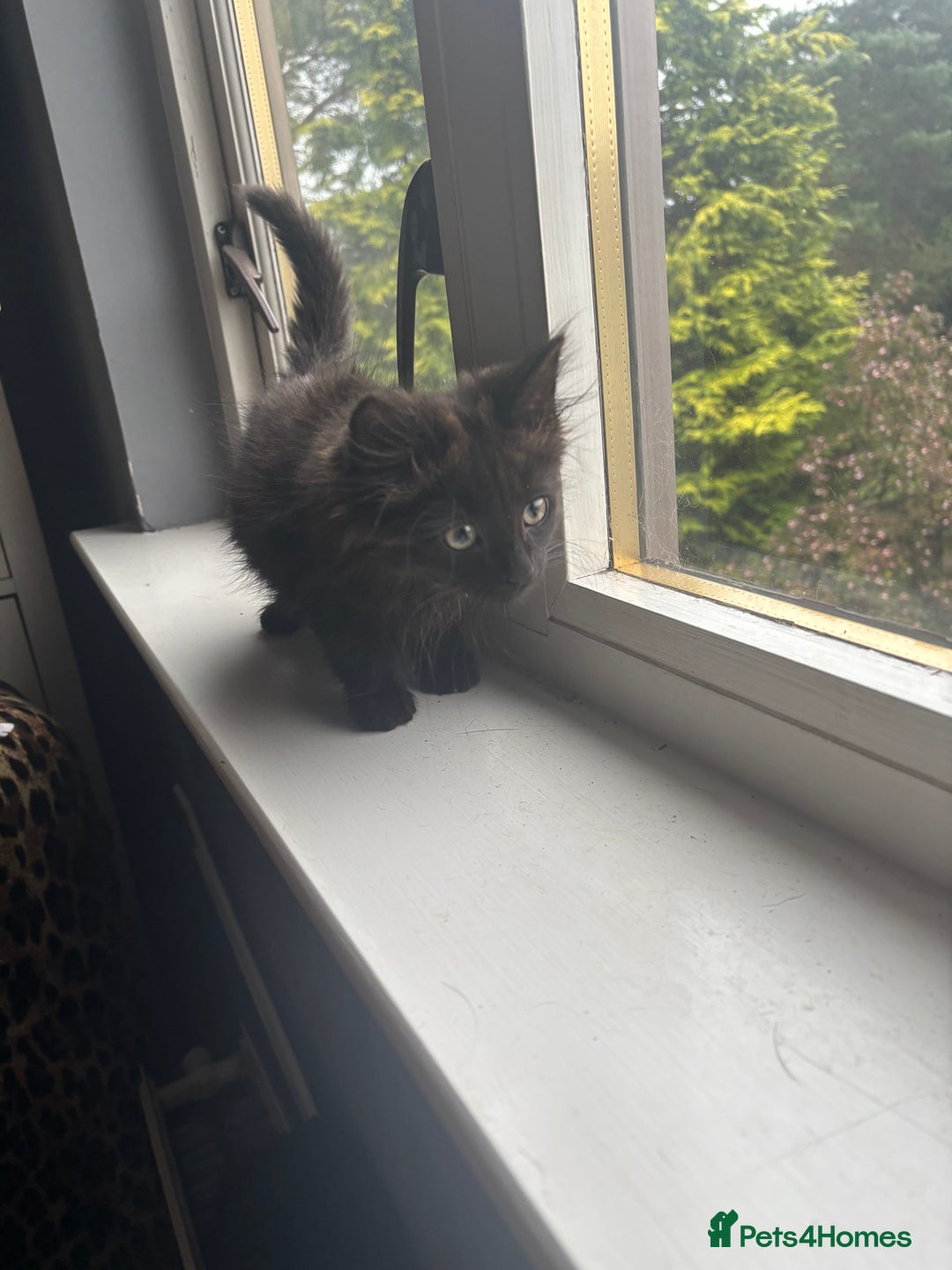 British Longhair cats for sale: 1 male and 1 female 15 week old kittens - Image 2