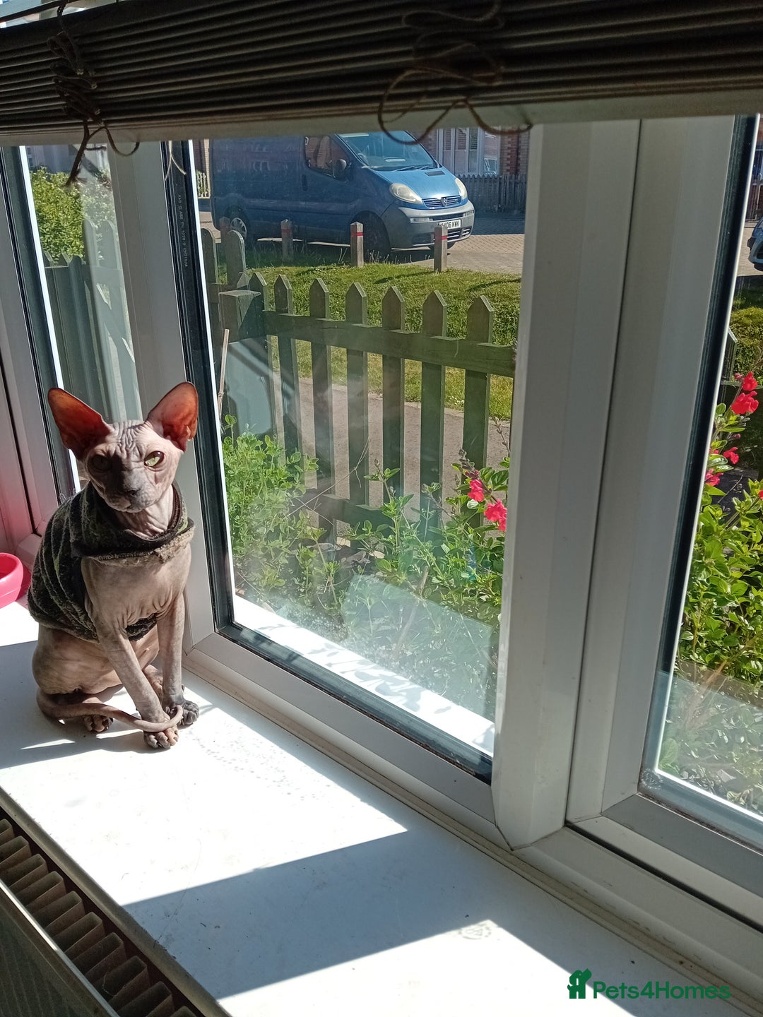 Sphynx cats for sale: Female sphynx - Image 3