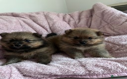 Pomeranian dogs for sale: 2 beautiful Pomeranian Puppy’s  - Image 3