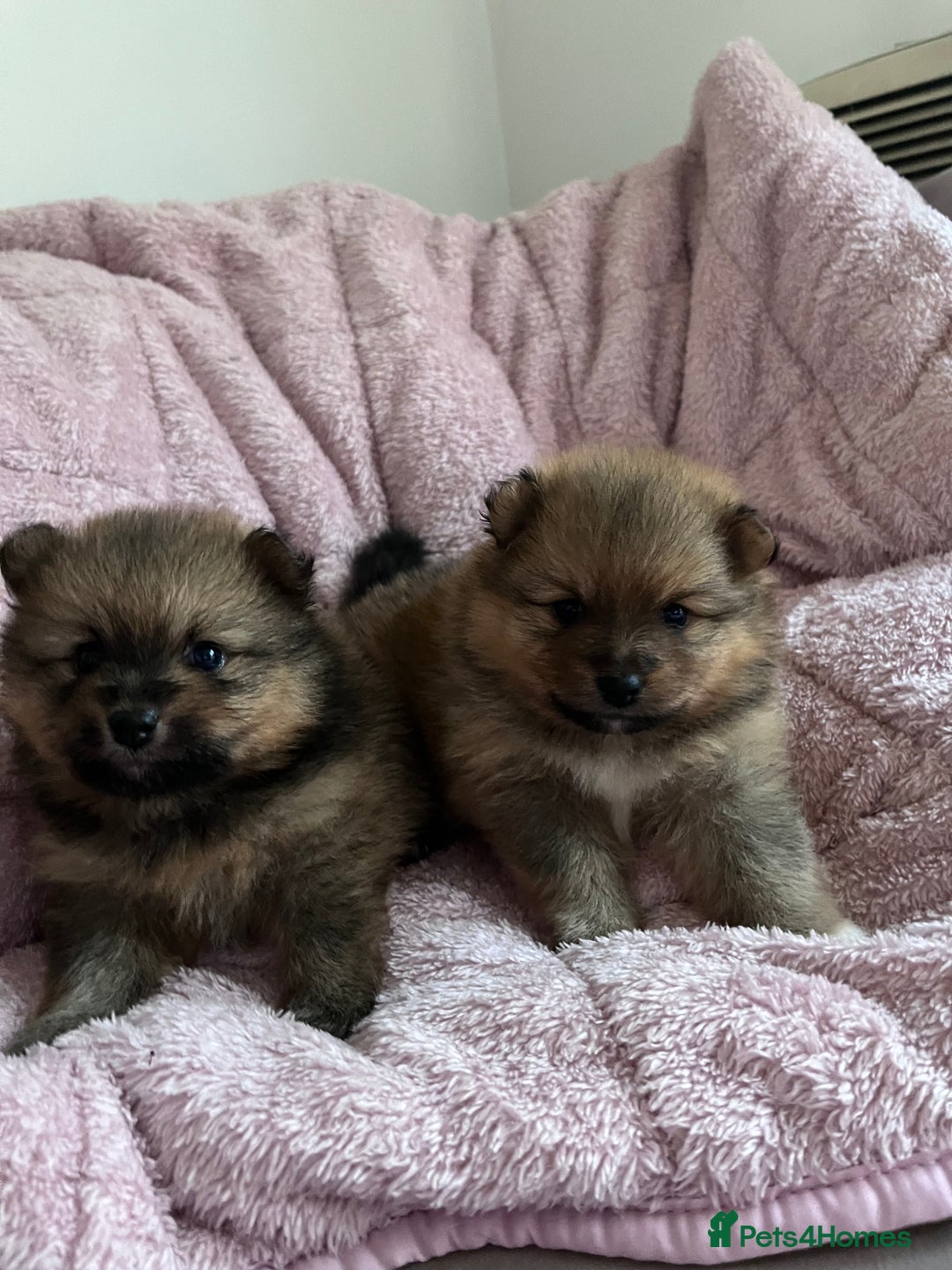 Pomeranian dogs for sale: 2 beautiful Pomeranian Puppy’s  - Image 3
