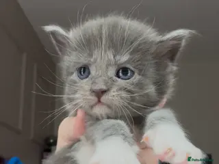 Maine Coon cats Stunning Maine Coon Kittens Unique Black Smokes - Advert 10