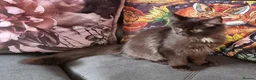Maine Coon cats for sale: GCCF Pedigree Maine Coon Kittens for sale  - Advert 19