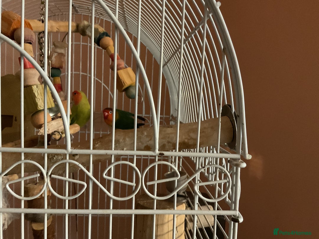 Lovebirds birds for sale: Love birds  - Advert 3