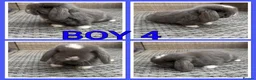 Mini Lop rabbits for sale: Mini lop babies  - Advert 6