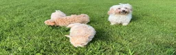 Maltipoo dogs for sale: Exceptional litter of F1 Maltipoo puppies - Advert 23