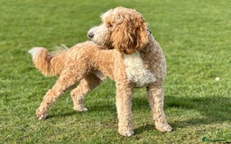 Australian Labradoodle dogs for sale: *waiting list* Australian labradoodles - Image 6