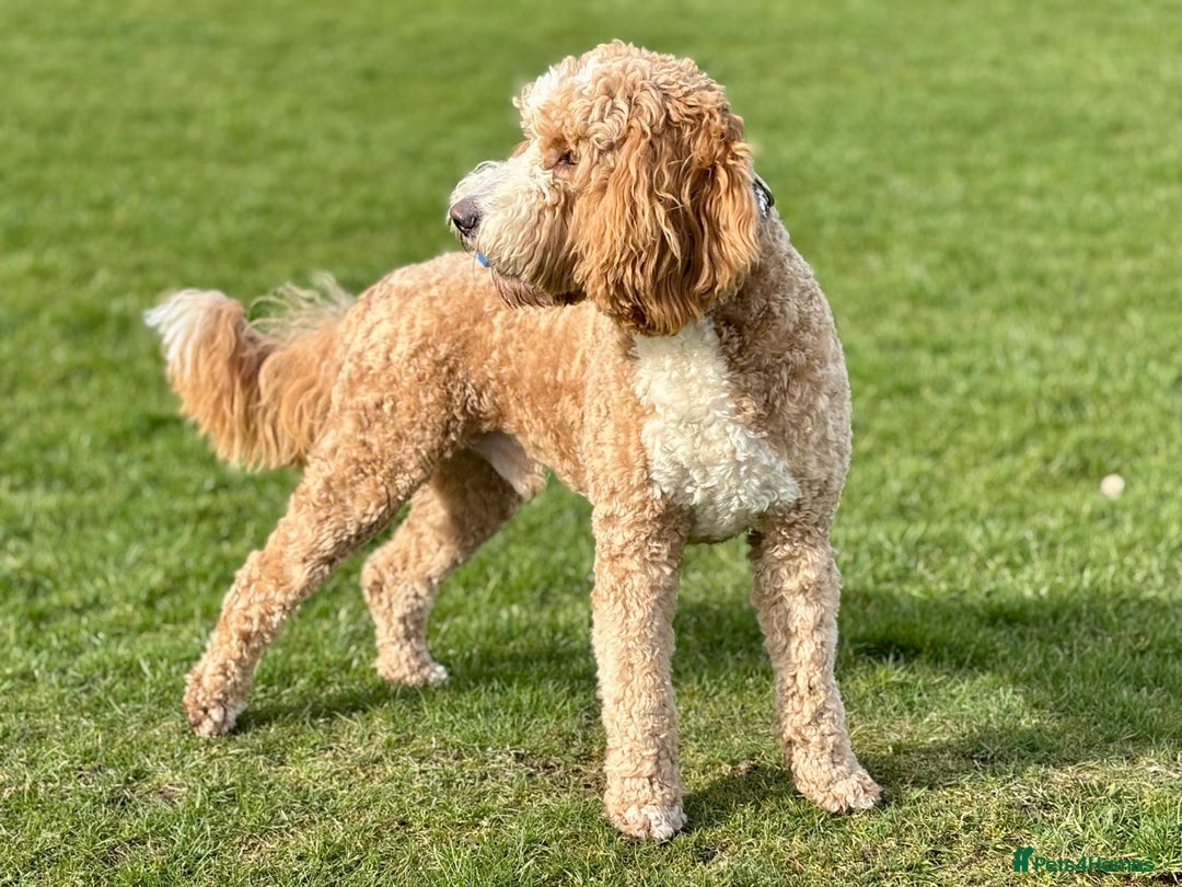 Australian Labradoodle dogs for sale: *waiting list* Australian labradoodles - Image 6